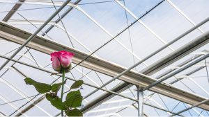 سقف متحرک برای گلخانه